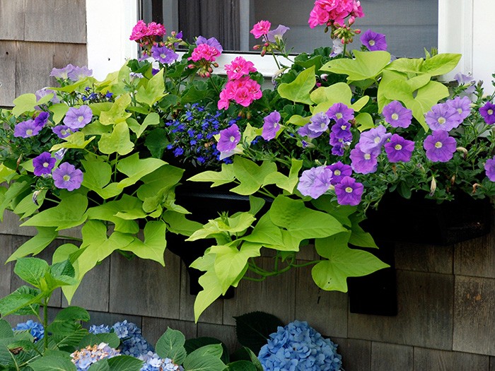 Purple, blue and pink Greenleaf flowers on a window box.